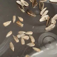 تخمه آفتابگردان روغنی و مخصوص پرنده