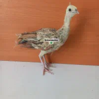 جوجه طاووس هستم از بهشت