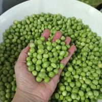 نخود سبز، نخود فرنگی
