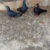 کفتر ماده سیا
