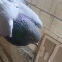 سلام دوستان یه کبوتر نر سبزگچی بازیکن پر