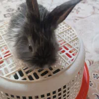 خرگوش