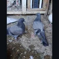 چند جفت جوجه گم شده