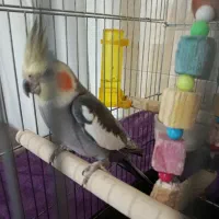 طوطی عروس سینامون