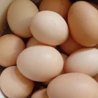 تخم مرغ تازه