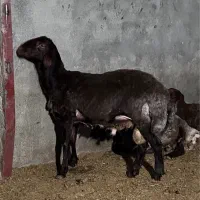 بره قوچ همو سرمایه گذاری دام