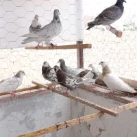 کفتر رنگی و مسافتی قیمت مناسب
