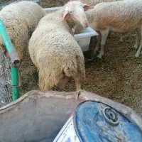 فروش بره لاکن