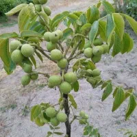 پایه رویش ریشه دار گردو پیوندی گلدانی
