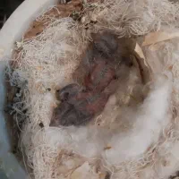 جوجه کال سهره قناری