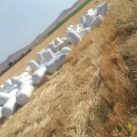 خرید کاه گندم