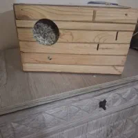 طوطی برزیلی