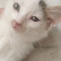 فروش دوعدد بچه گربه ملوس ودوست داشتنی