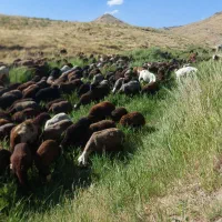 فروش بره بره نر پرواری و گوسفند قربانی
