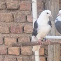 یه عدد ماده پشت دار مست