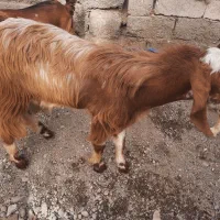 دوتا بز یه تروشت فروشی قربانی