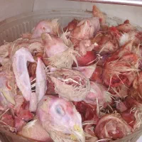 غذای سگ ضایعات مرغ