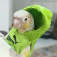 طوطی گرینچیک سخنگو