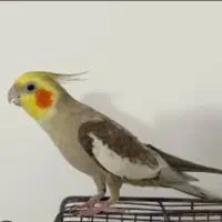 عروس هلندی گم شده