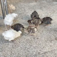 تعدادی جوجه ترکیبی از لهستانی و گلین کاکلی ۲۰روزه