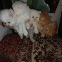 گربه پرشین