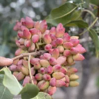 خریدار پسته کالک با خوشه منطقه دامغان