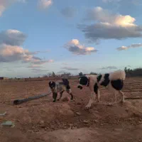 یه جفت توله نر و لاس