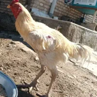 خروس لاری