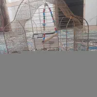قفس کاملن سالم هست