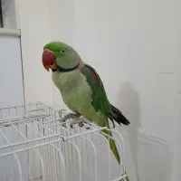 شاه طوطی نر سخنگو