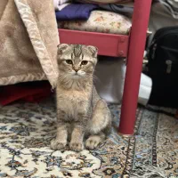 اسکاتیش