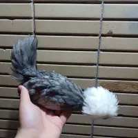 جوجه گلین پنگوئنی و لهستانی طوسی