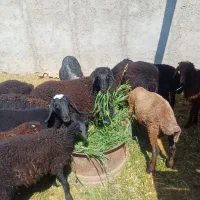 گوسفند فروشی