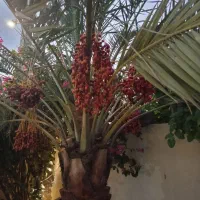 فروش زمین بلوار ۴۵ متری