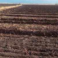 نصف کاری زمین میخواستم برای سال آینده