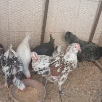 مرغ گلین