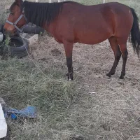 مادیان ۵ ساله