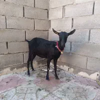 بز مورسیا اصل با نربز مورسیا