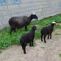 میش دوقلو برهاشم نرو ماده خوراک خور