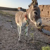 خر جوان