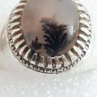 شجر پنبه ای زیبا