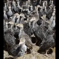 بوقلمون 45روزه واکسن خورده