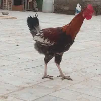 خروس|حیوانات مزرعه|زابل, |دیوار