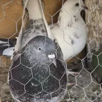 ۱۰۰۰۰۰۰