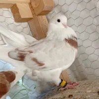 کفتر پشت دار زینتی وپرشی