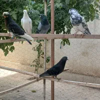 کفترپرشی