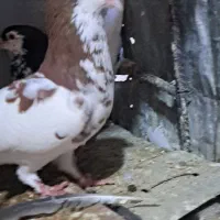 کبوتر کفتر یال