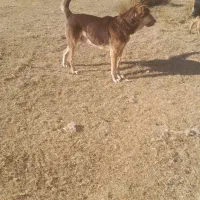 سگ پژدر|سگ|سنندج, |دیوار