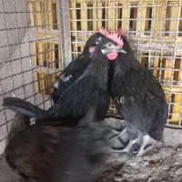 مرغ و خروس قربونی