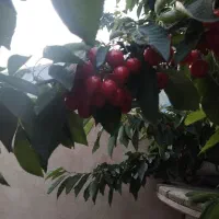 گیلاس‌تکدانه‌